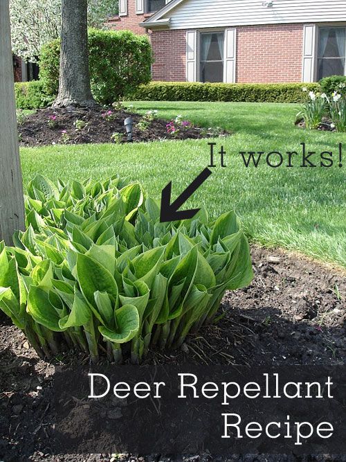 deer repellent for gardens
